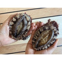 울릉도 자연산 돌전복 500g(생물), 돌전복(3미~4미)500g