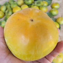 내고향푸드 국내산 단감 5kg ~ 10kg, 진영단감5kg(37과내외)