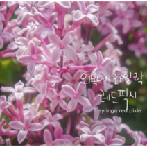 lilac 외목대 레드픽시 [1포트] 왜성향기 라일락(복남이네야생화 여름 야생화 정원수 꽃나무 핑크 카페식물 syringa red pixie)