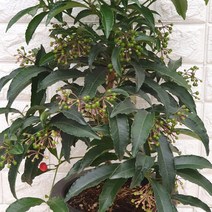 만냥금27- 공기정화식물