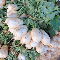 맛있는 국내산 초롱무 5kg, 1개