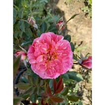 사계장미(사계땅장미 사계넝쿨장미 사계줄장미)/장미/, 넝쿨장미, 진분홍, 1개