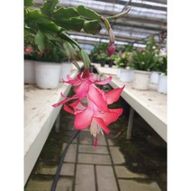 미니농장 크리스마스 게발(가재발)선인장 중품 전자파차단 및 공기정화 베란다화분 화사한 꽃 소량입고 꽃봉오리 많습니다., 붉은 계열(빨강,핑크) 가재발선인장