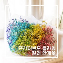 데코 프리저브드플라워 - 컬러 안개 안개꽃, 그린 계열