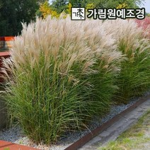 억새 그라스 가림원예조경, 억새 그린라이트  7치포트