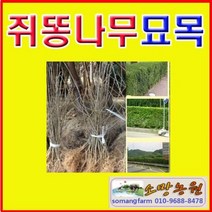 (D소망)쥐똥나무묘목(키120센치) 10그루