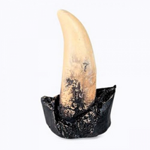 공룡이빨화석(티라노사우루스렉스) - 6281