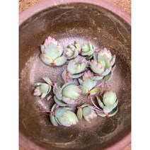 그린플랜트 다육식물 만손초클론 5개