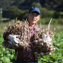 2023년 햇마늘 홍산마늘 통마늘 1kg 3kg 5kg, 1kg 대, 1개