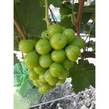 샤인머스켓 접목SO4(대묘) 청포도묘목 망고포도, 접목 1년 대목 SO4