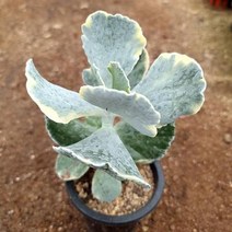 은파금 다육이 플랜테리어 홈가드닝 흰색 분을 바른 다육 랜덤9-80, 상세페이지 참조