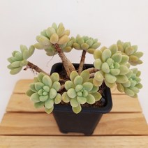 로치 다육이 키우기 쉬운 다유기 다육 9두 목대950랜덤, 단품