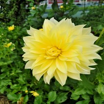 다알리아 노랑-1뿌리(대형)