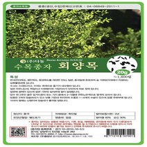 회양목20g