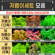 랜덤수초 저리가라 저렴이세트수초(12촉 6촉 8촉), 에이 저렴이세트(12촉_암브4홍콩4그린4)