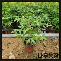 (나무농장) 남천나무 10cm 포트 ( 2주묶음 )