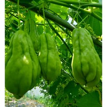 햇 차요테1kg 종자용(대2~4개) 판매합니다