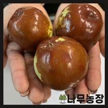 영월진이농원 무료배송 상품
