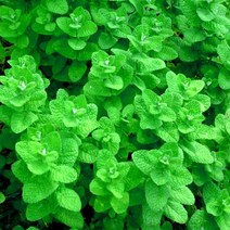 [씨앗]허브-민트류(애플민트)[다년생] 20립