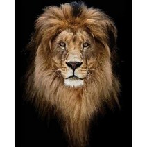 EZRE 주문제작 DIY 숫자 유화동물그림 40 x 50cm diy 유화그리기세트 40 x 50cm, 020 사자40×50cm