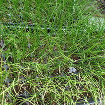 안산 플라워마트 부추모종 3포트