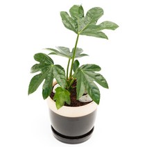 아침향기 실내공기정화식물 도토리화분 8종, 팔손이, 도토리 그레이