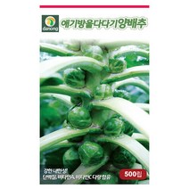 브랜드없음 애기방울다다기양배추씨앗 500립[CM], 없음