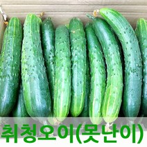 자체브랜드 싱싱한 오이 취청오이, 오이5kg(보통)