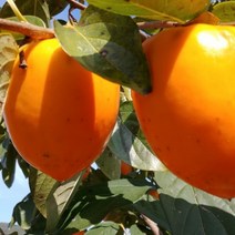 감나무 3년생-결실주 대봉 1주