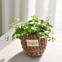 실내공기정화식물 율마 아레카야자 스킨답서스 산세베리아 테이블야자 유칼립투스 이레카야자 페페 스투키 몬스테라, (식물만), 19.신홀리페페