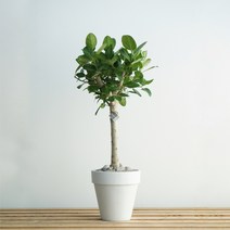 특대형 알리고무나무 화이트폴리스톤화분 인테리어 카페 호텔 관공서 공항 개업식 준공식식물, 필요없음, 기본서랍식