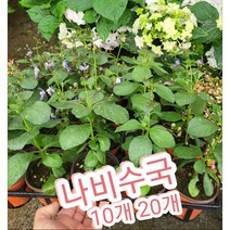 나비수국 10개 20개/월동되는 꽃말은 소녀의 꿈
