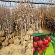[모든원예조경] 좌등금 체리나무 분묘 결실주, 1개