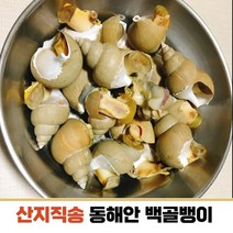 국산 동해안 흑골뱅이 백골뱅이 생물 급냉 자연산 흑골뱅이 백고동 1kg 소중/중대, 흑골뱅이 1kg(자숙/급냉)35~50미