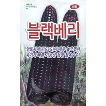 블랙베리 찰옥수수씨앗50립 피피에스 안토시아닌이 매우 높으면서 숙기가 빠른 기능성 검정 찰옥수수