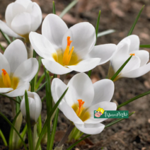 크로커스 아드쉰크 [4포트] (복남이네 야생화 구근식물 아르드 쉥크 화이트 crocus)