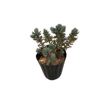 그린플랜트 다육식물 미니 블루세덤, 1개