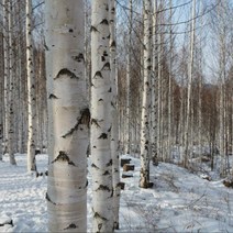 백자작나무/플러그포트묘(10주묶음)/묘목/dd0678, 1개