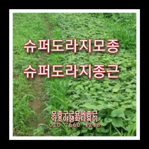 슈퍼도라지종근 100주 슈퍼도라지모종 슈퍼도라지씨앗재배