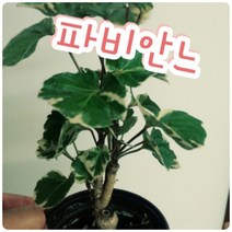 꽃나라엘리스 파비안느(중소)-화이트-파비앙..있을때 주문하세요ㅋ