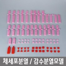 체세포 생식세포 세포분열 유전적특성 세포분열모델 관찰학습 과학실 연구수업