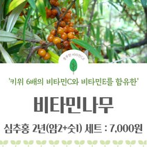 비타민나무 / 비타민 나무 묘목 / 충북농원, 1개 심추홍 2년세트(암2+숫1), 1개