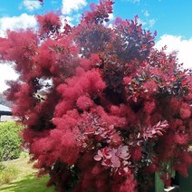 자엽안개나무 묘목 로얄퍼플 - 9cm포트 3개