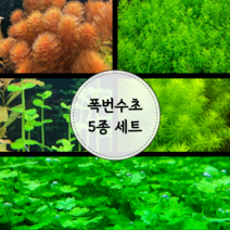 [수초마트] 폭번 수초 5종 세트 (32줄기)