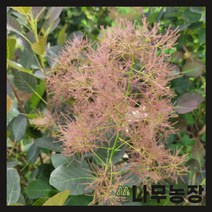 (나무농장) 자엽안개나무 매지컬토치(왜성종) 개화주, 1개