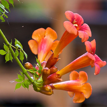 능소화나무 묘목 특선, 능소화 대형 H1.5 x R2