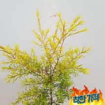 소나무집 향기가 나는 황금 나무 189