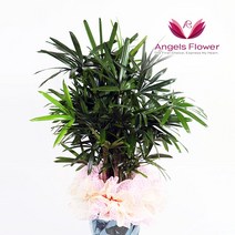 엔젤스플라워 꽃배달서비스 생화 장미꽃 바구니 공기정화 관엽식물 축하바구니 프로포즈, P174PR_관음죽 대형, 1개