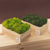 히피하우스 핸드메이드 공기정화식물 스칸디아모스 화분, 그린DIY