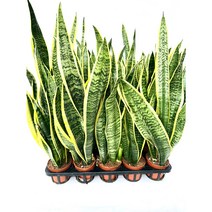 산세베리아 로렌티 산세 슈퍼바 산세베리아 공기정화식물 키우기쉬운식물, 1개